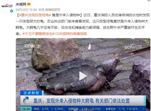 重庆发现巨型怪龟 外来入侵物(wù)种大鳄龟